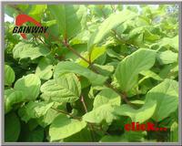 Emodin Ingredient