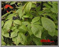 Siberian Ginseng Extract