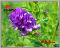 Alfalfa Extract