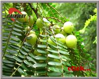 Phyllanthus Emblica Extract
