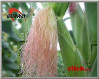 Corn Silk Extract