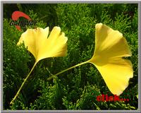 Ginkgo Extract