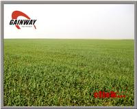 Oat Extract