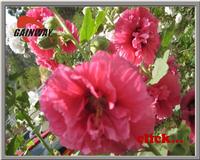 Marsh Mallow Extract