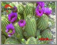 Cactus Extract