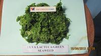 DRIED ULVA LACTUCA SEAWEED