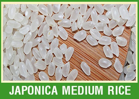 JAPONICA RICE 5% BROKEN