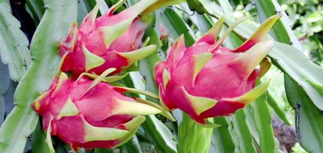 DRAGON FRUIT FRESH FRUIT, TOP QUALITY