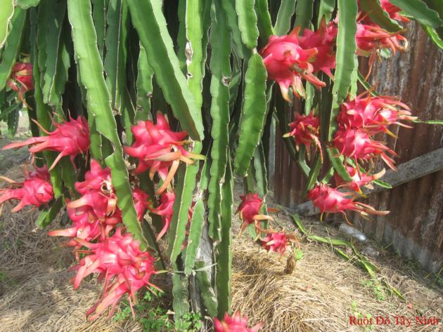 DRAGON FRUIT, CHEAP PRICE, BEST  FRUIT