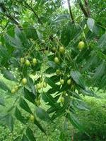 Neem Green Oil
