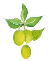 Neem Leaf Fruit