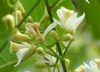 Neem Natural Fertilizer