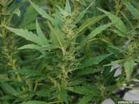 Neem Organic Oil