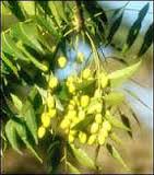 Natural Neem Fruit