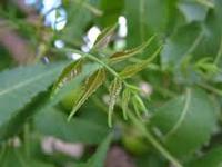 Neem Leaf Pure Oil