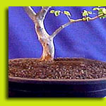 Neem Cake Bio Mix