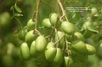 Nature Neem Oil