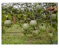 Passion Flower extract