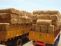 coconut Coir Fiber