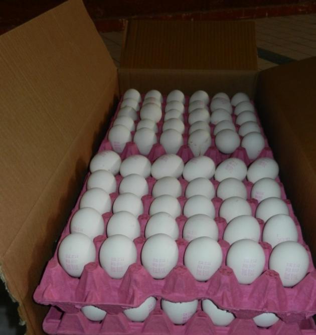 Chicken Eggs