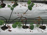 Coir Bags