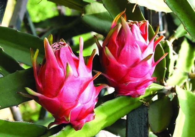 Dragon Fruit Fresh Fruit, Cheap price