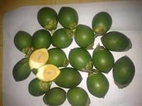 FRESH BETEL NUT