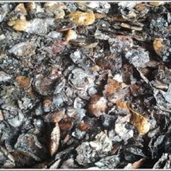 Cashew Nut Shell- Best Price