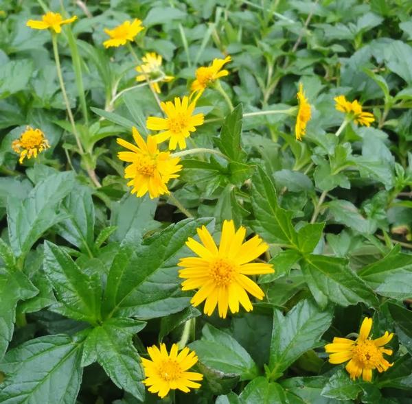 Herbal powder