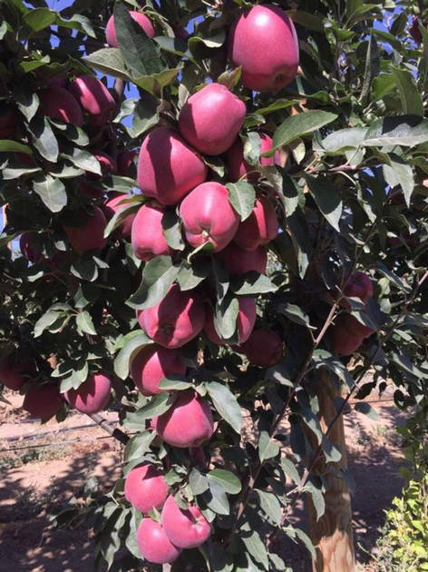 Fresh Apple