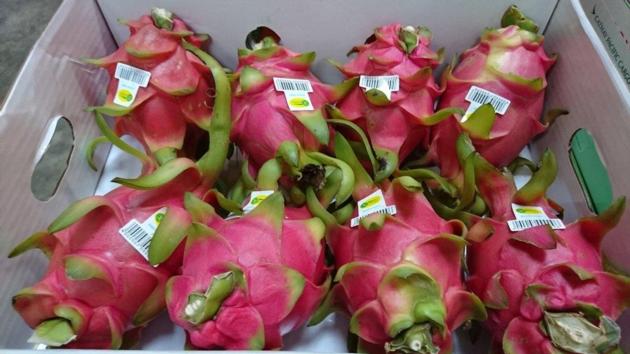 FRESH RED DRAGON FRUIT, CHEAP PRICE