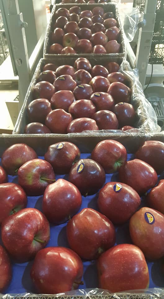 Fresh Apple
