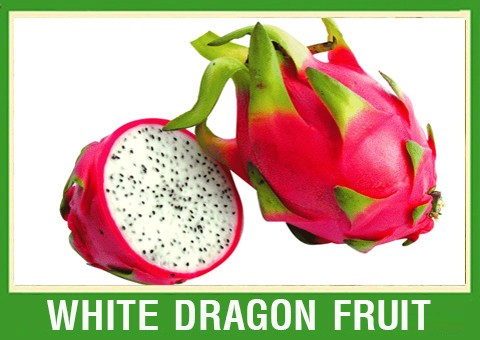 VIETNAM FRESH DRAGON FRUIT, CHEAP PRICE