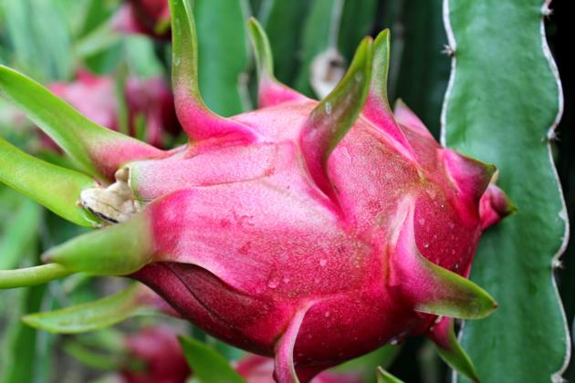 DRAGON FRUIT, VIETNAM FRESH, CHEAP PRICE
