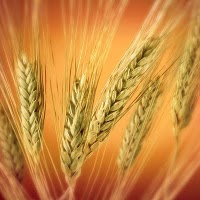 wheat