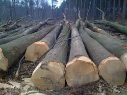 Oak logs, Beech logs, Birch logs, Teak logs, Ash logs, spruce and others logs and  Lumber