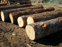 Eucalyptus wood,log,round log,logs,wood,lumber,pine logs,eucalyptus logs