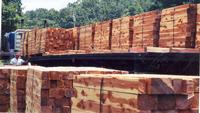 Good quality wood / lumber / timber and Logs
