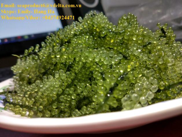 Sea Grapes