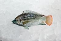 the whole frozen tilapia