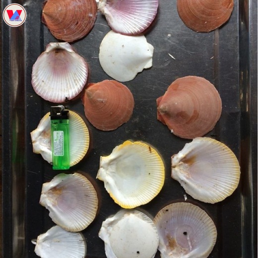 Scallop Shell