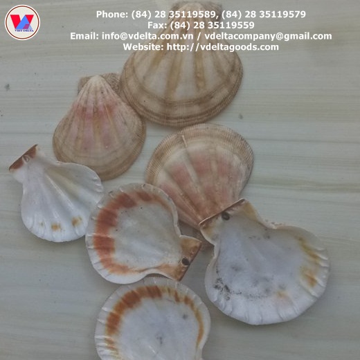 Scallop Shell