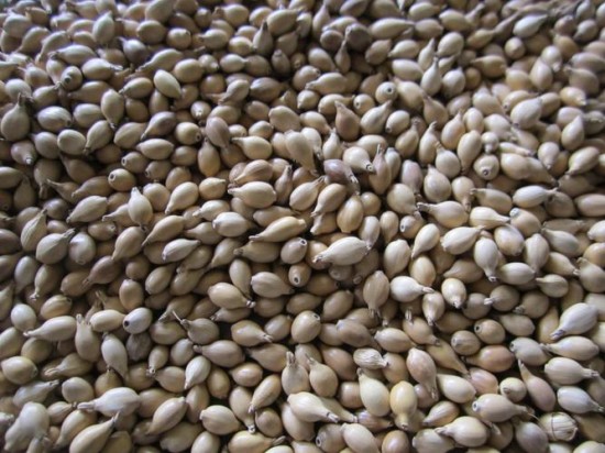 Sorghum Grain