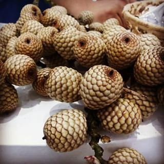 Rattan palm seeds