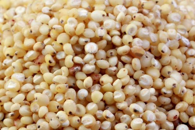 Sorghum Grain