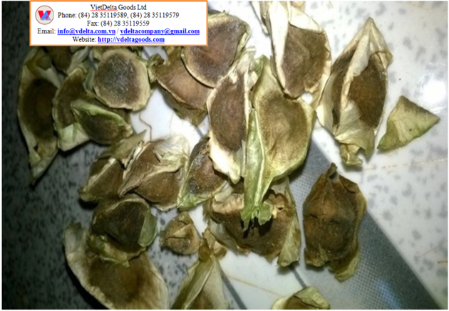 Moringa Oleifera Seeds