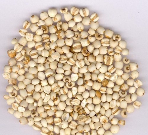 Sorghum Grain