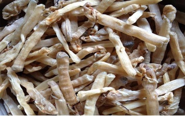 Sea Worms