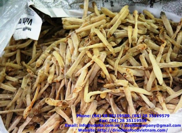 Sea Worms
