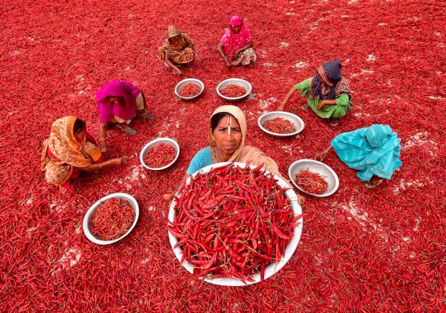 Red Chilli exporters and Suppliers in India 